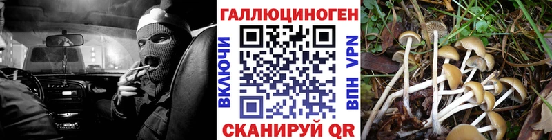 Псилоцибиновые грибы GOLDEN TEACHER  как найти закладки  Красноярск 